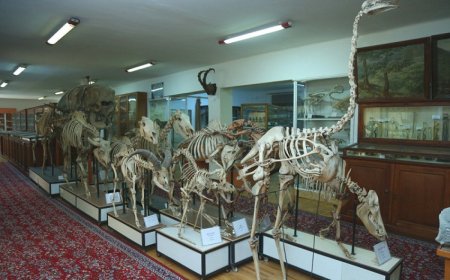Bakıda Təbiət Tarixi Muzeyi yaradılır