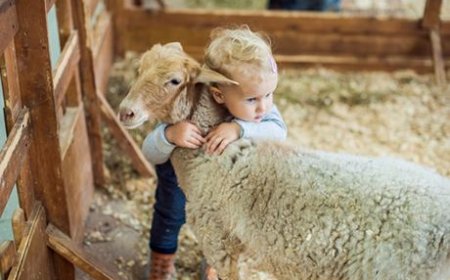 Qurban bayramının mahiyyətini açan hekayə - Pakizə Əliyeva
