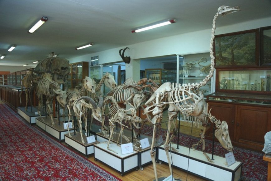 Bakıda Təbiət Tarixi Muzeyi yaradılır