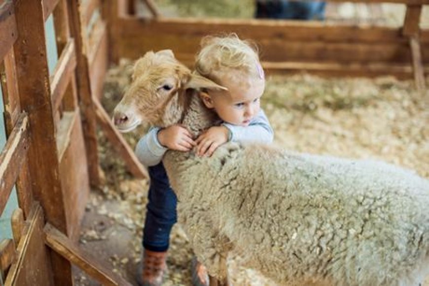 Qurban bayramının mahiyyətini açan hekayə - Pakizə Əliyeva